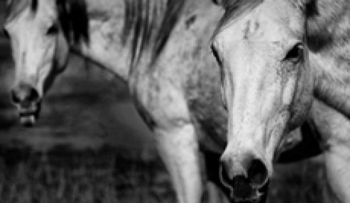 The Art of Adhesives: How Our Glue is Made