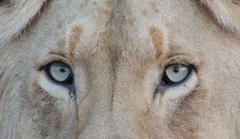 Brands Use Furry Mascots For a Reason!